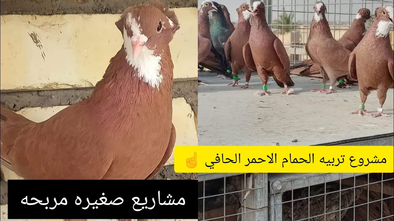 مشروع تربيه الحمام الاحمر الحافي وشلون تكدر تربح بي؟ 🤔