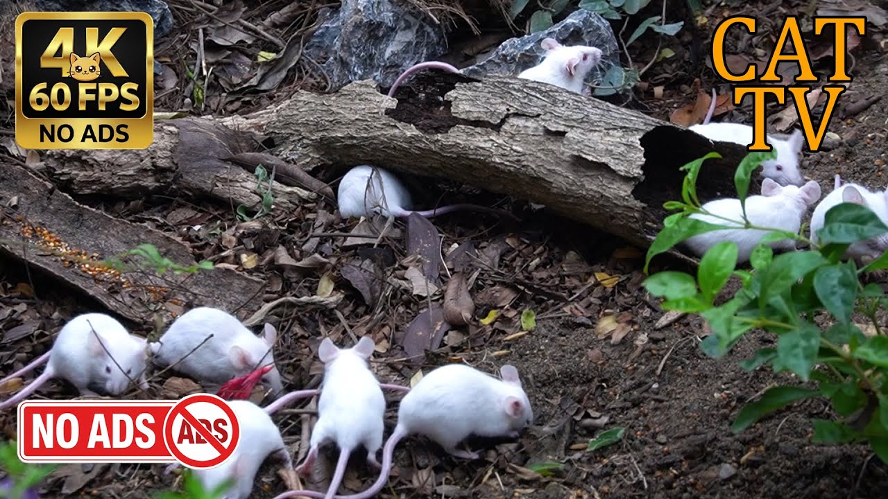 [NO ADS, NO AI] CAT TV Cinema 🐭 White Mice Hidden Log Adventure - 4K 60FPS
