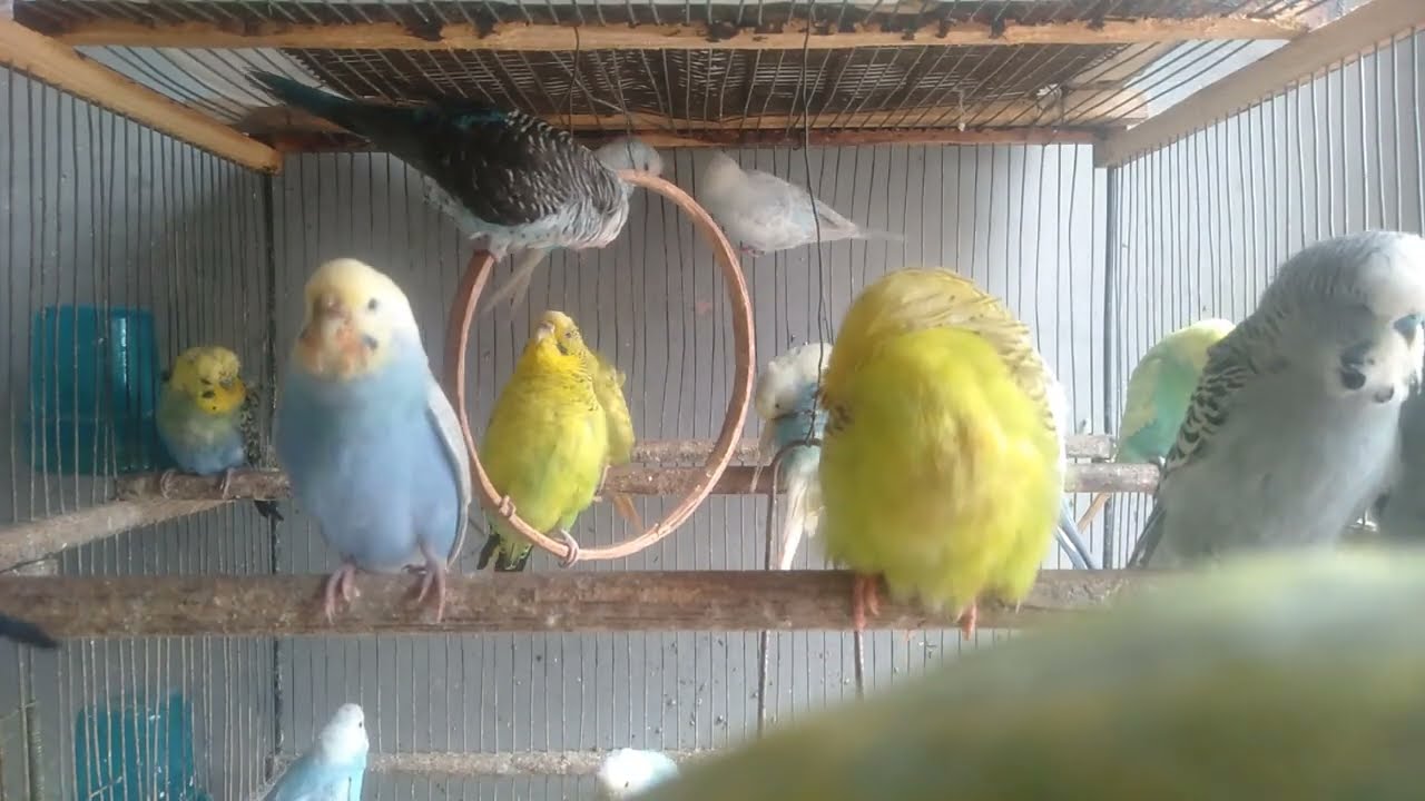🐦環境アップグレードBefore After