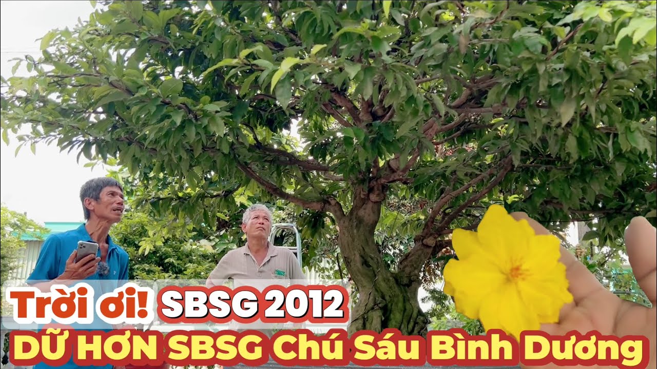 Nghệ nh&acirc;n S&aacute;u Ho&agrave;ng x&aacute;c minh nguồn gốc mai SBSG 2012 ở căn biệt thự đồ gỗ nội thất bạc tỷ B&igrave;nh Ch&aacute;nh