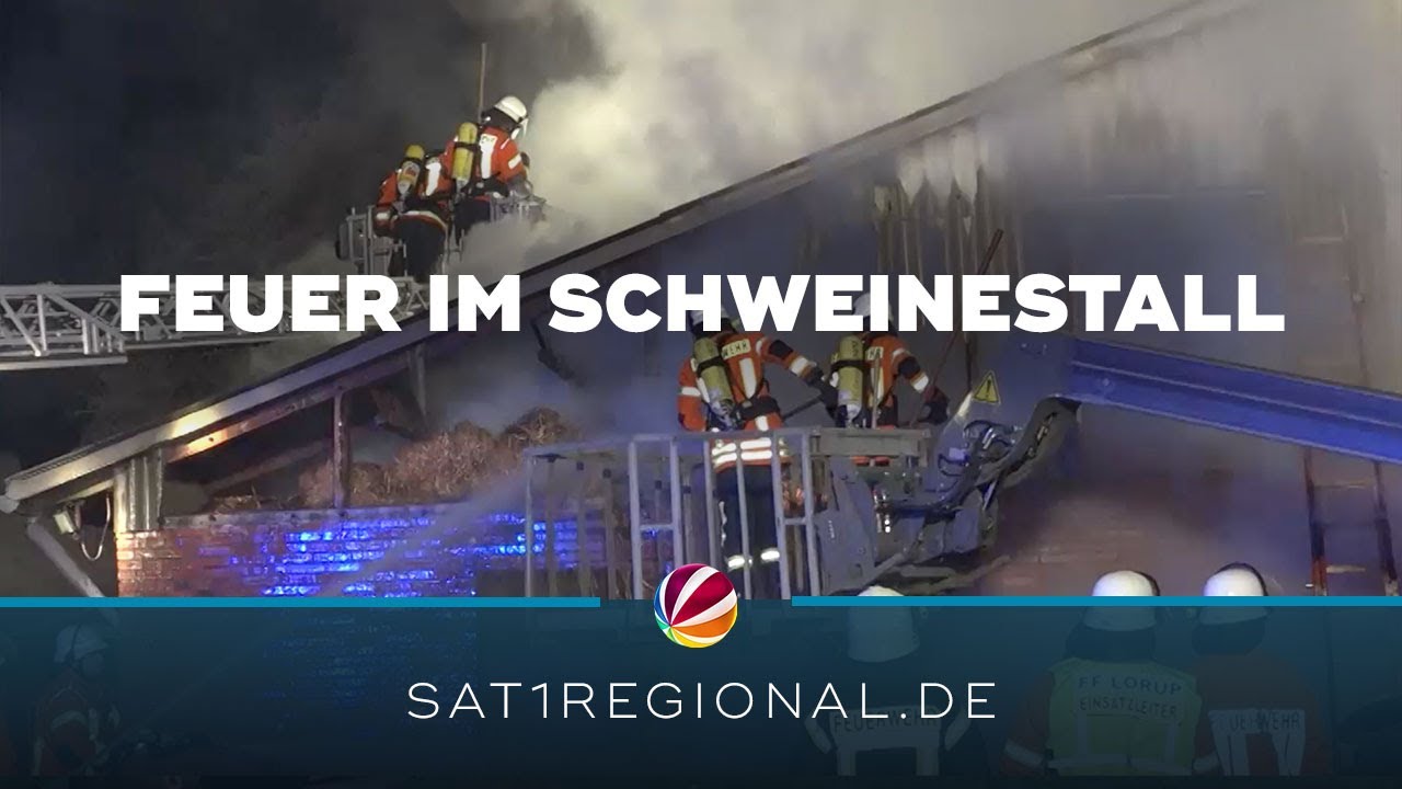 Schweinestall in Flammen: 70 Tiere tot