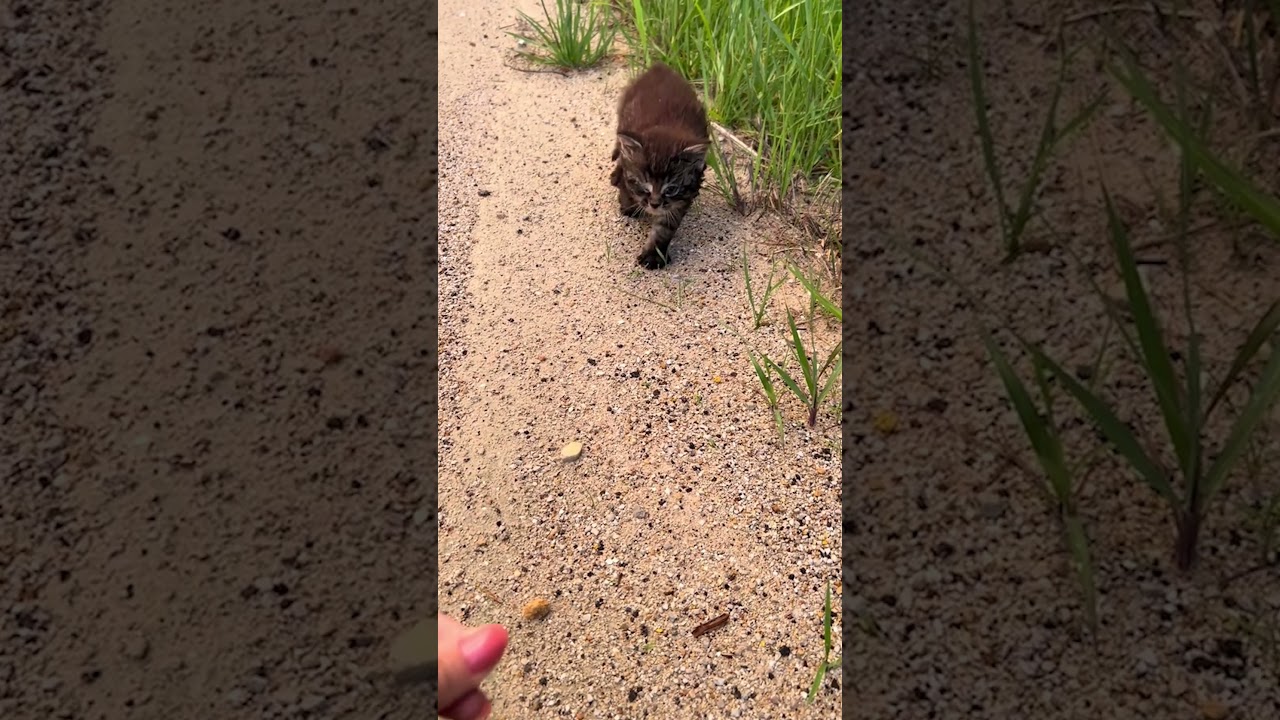 Person Rescues Kitten From the Side of the Road