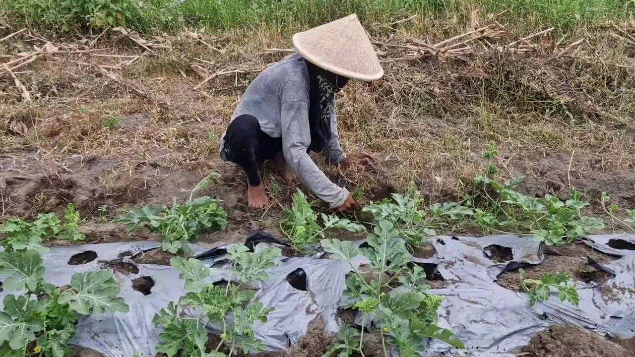 WATERMELON FARMING SECRETS: TIPS FOR A BUMPER HARVEST! - Agriculture Gardening