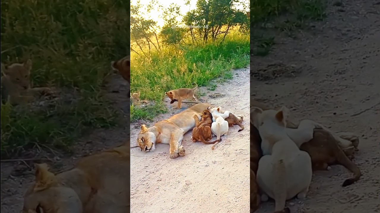 Parents can't take rest in kids presence #wildlife #animals #nature #lion #cubs #lioness #shorts#zoo