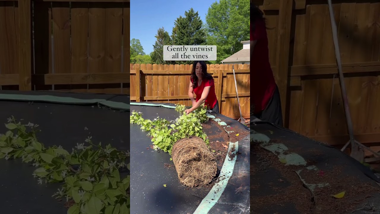 How to grow star jasmine on a fence - espalier tutorial #diy #curbappeal