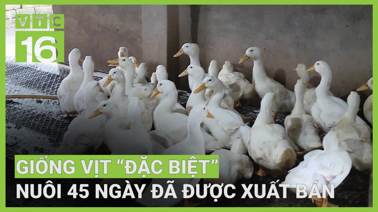 Giống vịt lớn 
