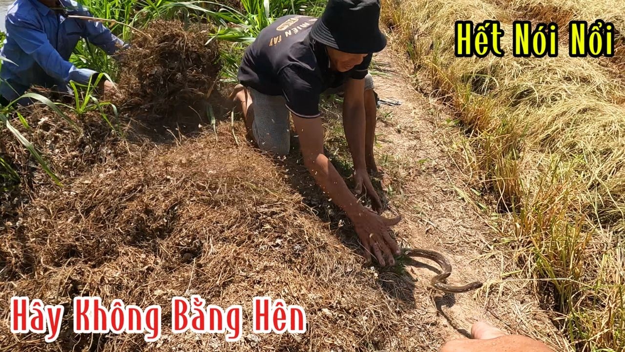 Đào Hang Chuột Mà Cũng Bắt Được Con Rắn Chà Bá | Mười Thương SB