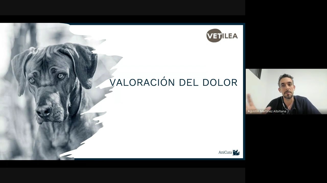 Estrategias avanzadas para entender y tratar el dolor en la clínica veterinaria - Vetilea