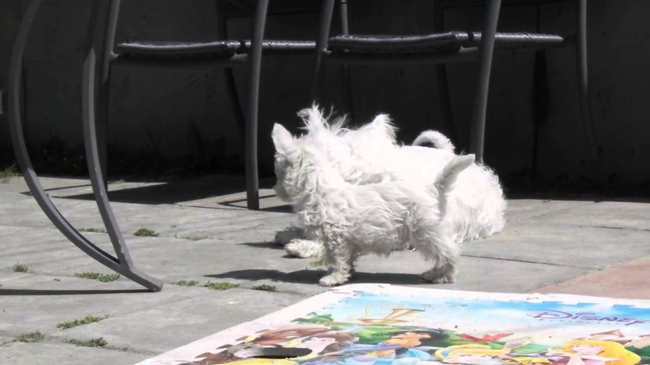 Cachorros Westy