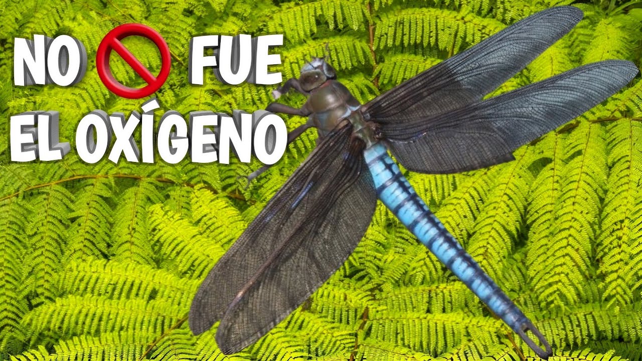 😵 MEGANEURA: nos equivocamos con su GIGANTISMO! 