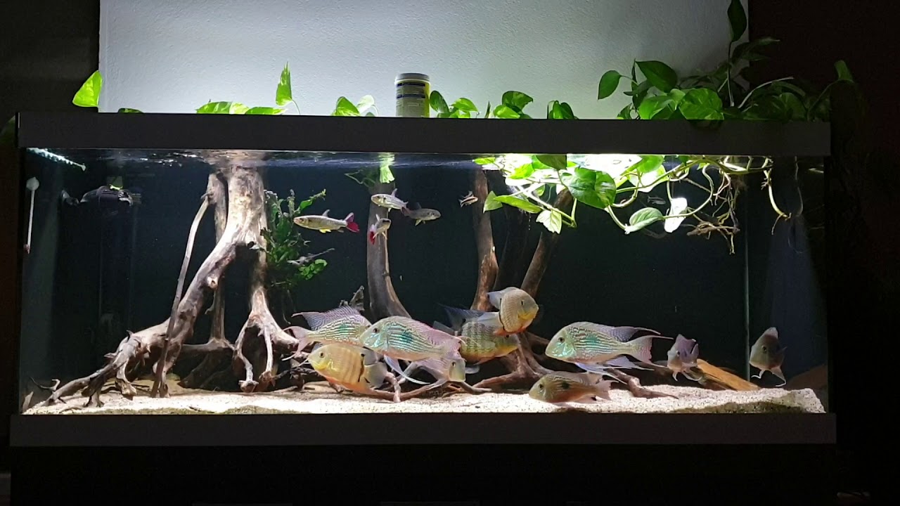 heros sp. inirida, geophagus sveni rio parana, chalceus erythrurus #fyp
