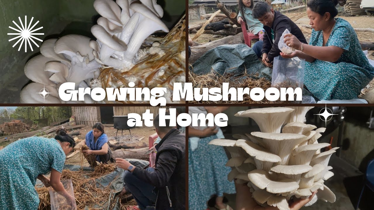 Process of growing mushroom at home#youtube 