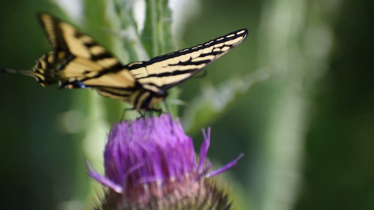 Monarch Butterfly feeding on nectar, close-up