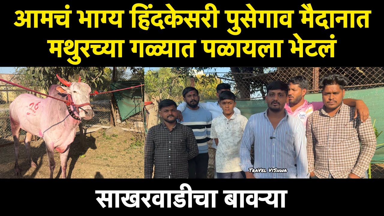 आमचं भाग्य हिंदकेसरी पुसेगाव मैदानात मथुरच्या गळ्यात पळायला भेटलं | साखरवाडीचा बावऱ्या | मुलाखत 