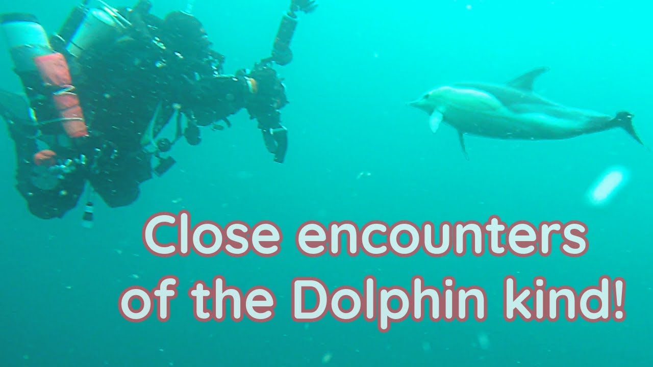 So many dolphins & so close