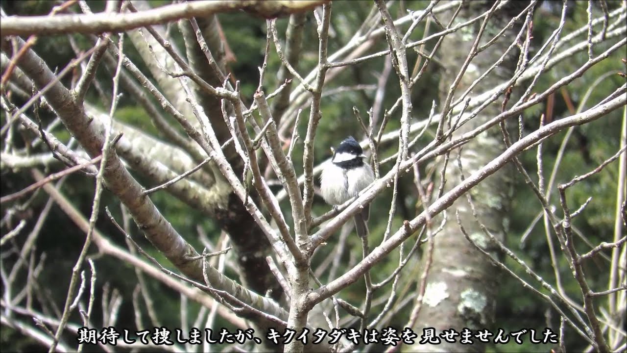 ヒガラの羽繕い－神戸市立森林植物園－2015 03 02