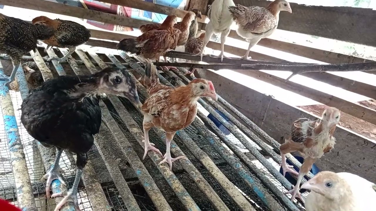 Ayam kampung 1 bulan lebih sekitar 5 Minggu 