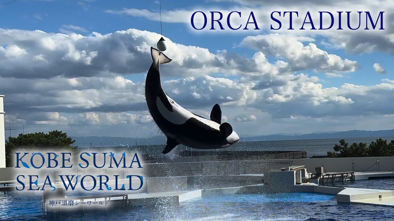 神戸須磨シーワールド　ORCA STADIUM（シャチショー）