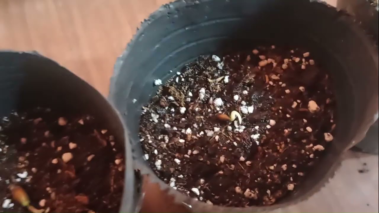 Trasplante de semillas germinadas de cítricos a almacigo
