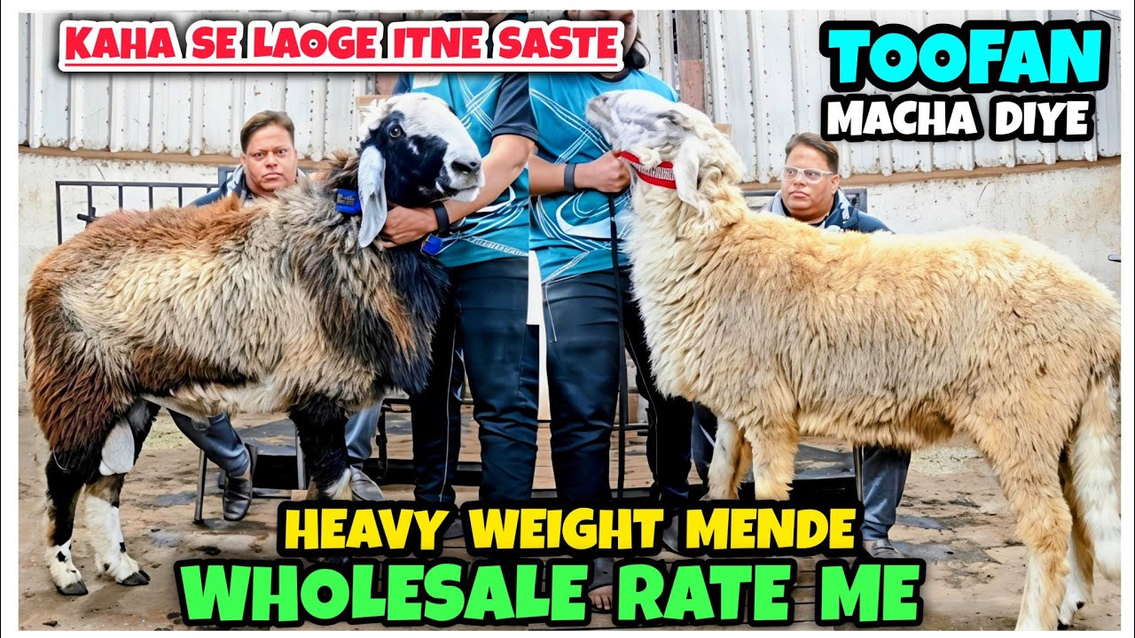 Heavyweight Bade Mende Ab Hue Saste | 2026 Qurbani Ke Bade Mende Wholesale Rate Me |