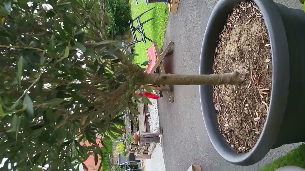 Vogel Kampf