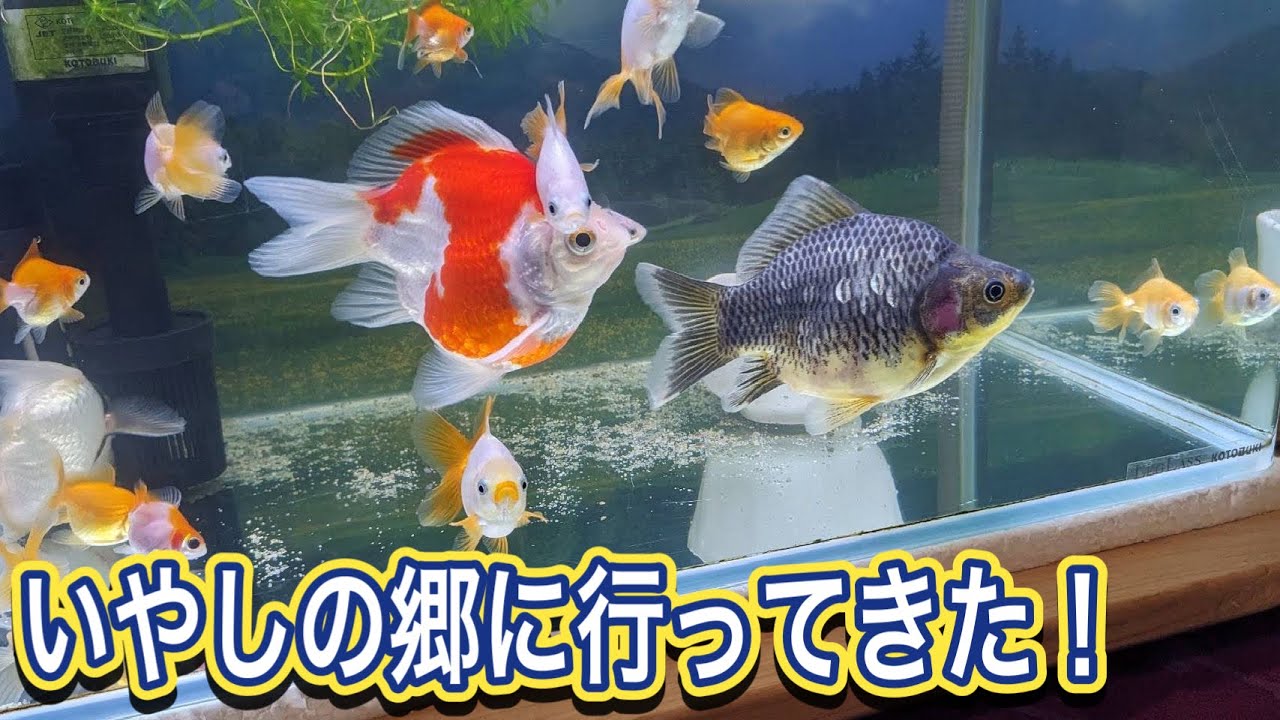 いやしの郷に行ってきた！