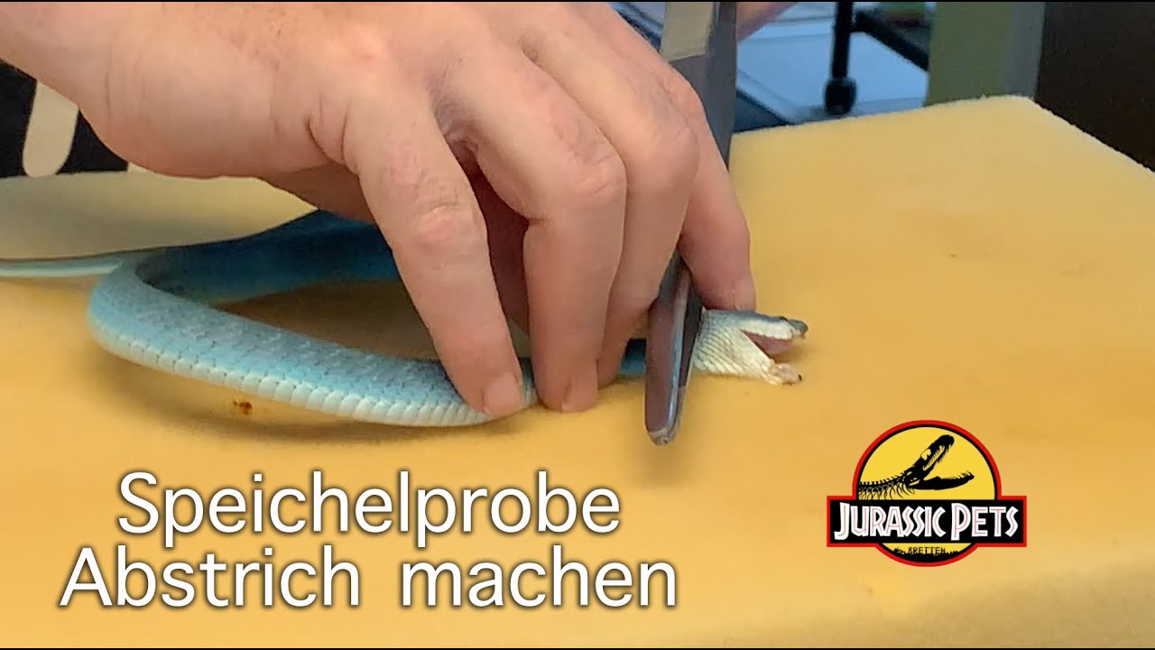 Abstrich/Speichelprobe bei einer Giftschlange nehmen | Trimeresurus insularis #shorts