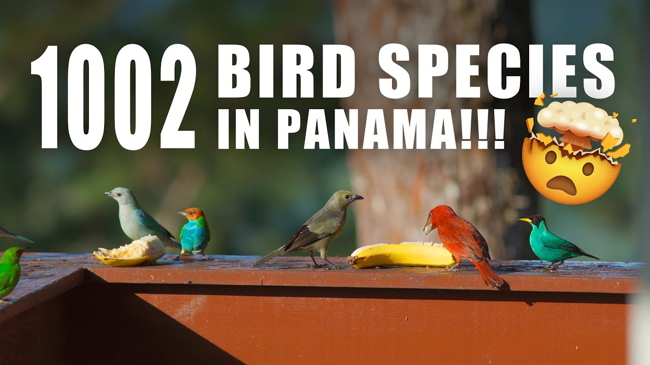 Bird Watching in Cerro Azul, PANAMA at The Bird's Nest