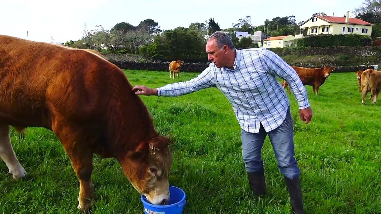 Manuel Sousa - Experiente Produtor Da Raça Limousine - Expert Limousin Breeder On Terceira Island