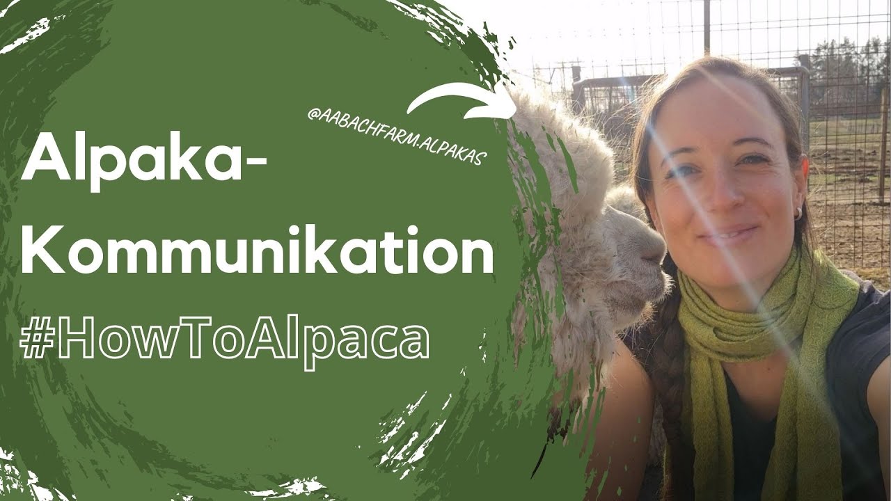 HowToAlpaca-Kommunikation - wie sprechen Alpakas?