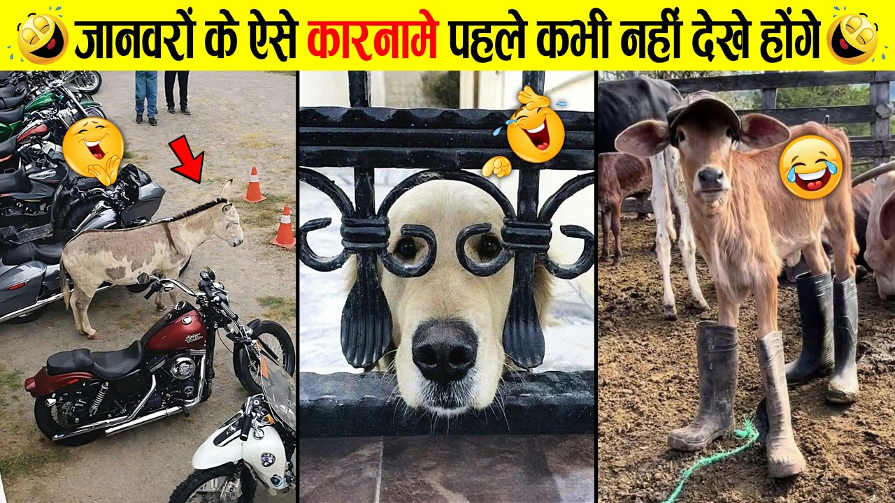 🤣😜 इन जानवरों ने रात में सुपर ट्रेनिंग ली है क्या ? | Funniest Animal Videos