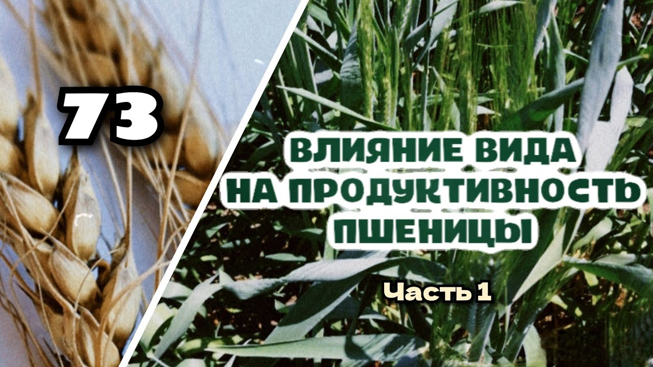 Урожайность пшеницы будущего, часть (1)