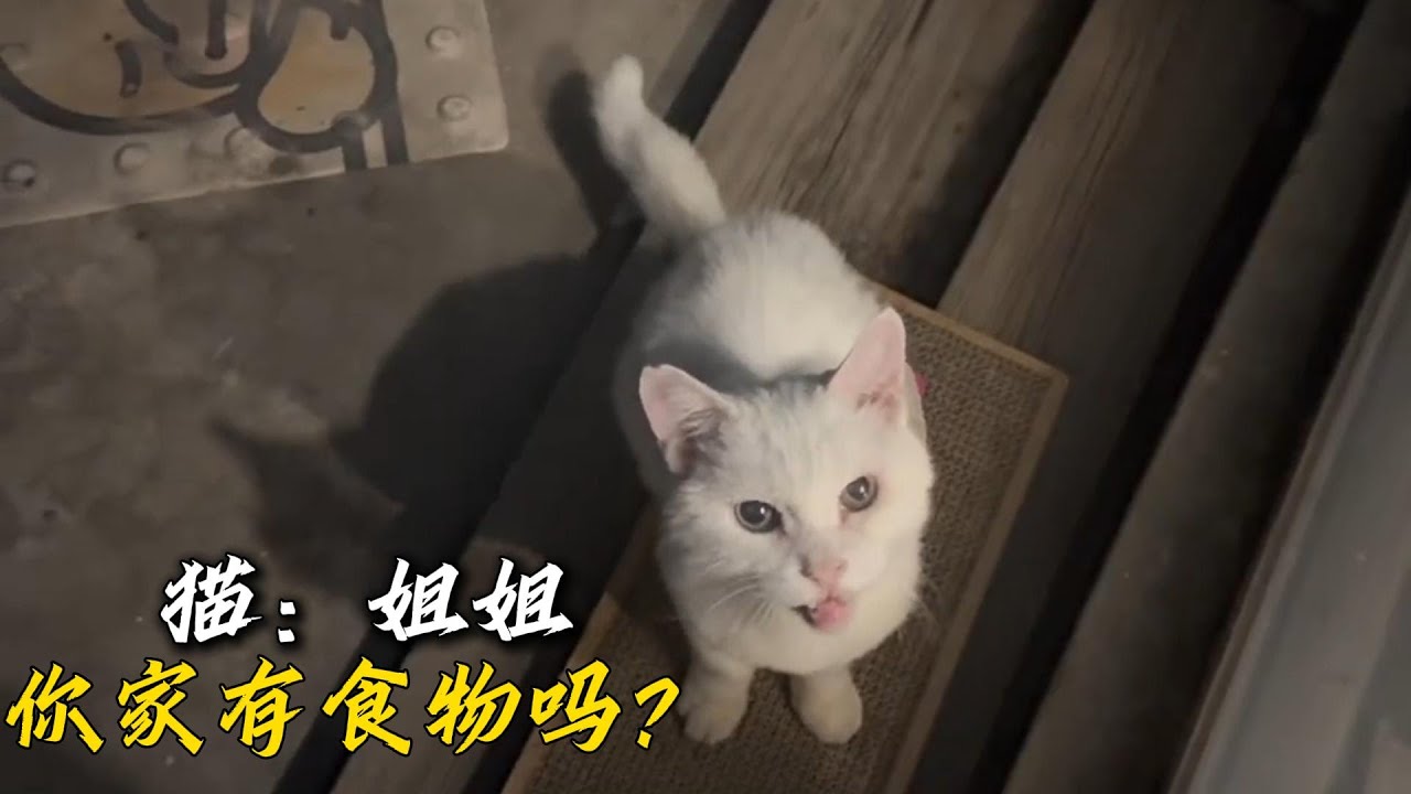 小姐姐家露臺上來了一只流浪貓，一番對話才知道他是來討要食物的