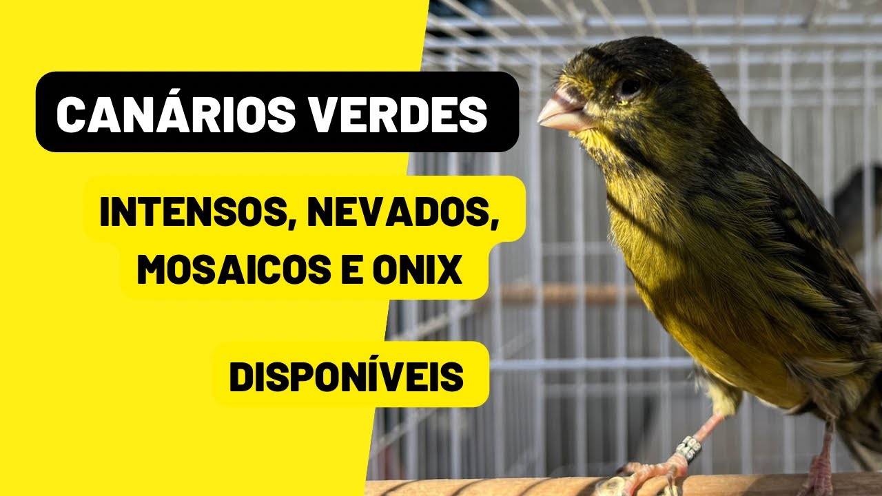 Can&aacute;rios VERDES intensos, nevados, mosaicos e verde Onix dispon&iacute;veis