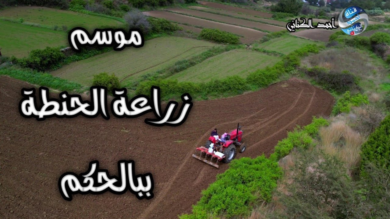 موسم زراعة الحنطة - قرية العامية ببالحكم - محافظة المندق بمنطقة الباحة - السبت 27-6-1446 #السعودية