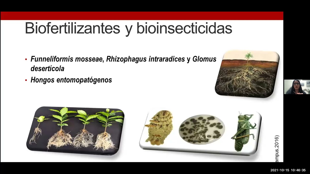 Bioquímica de los biocompuestos de los hongos