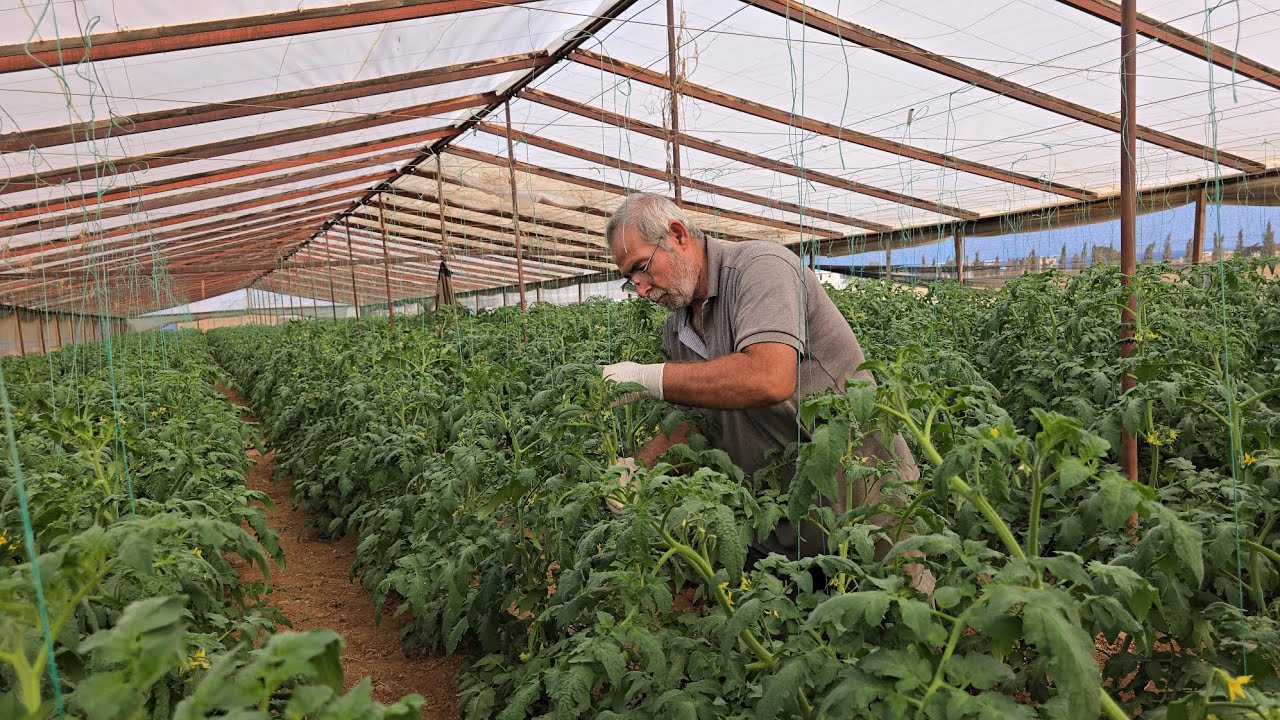 Natural Tomato Care Routine in the Greenhouse 🌱🍅