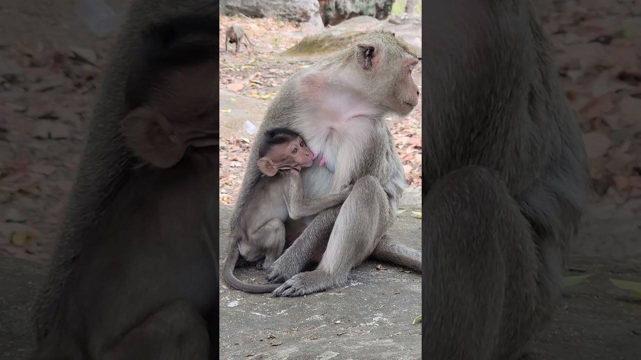 Very nice newly baby monkey