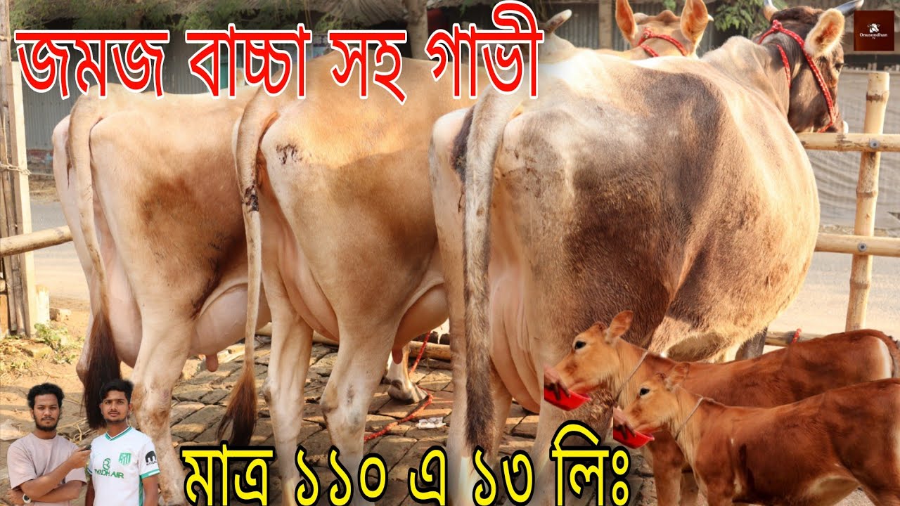 মাথা নষ্ট করা কালেকশন জমজ বাচ্চা সহ ৮ থেকে ১৪ লিটার দুধের গাভী! মাত্র ১১০ এ বাচ্চা সহ ১৩ লিটার