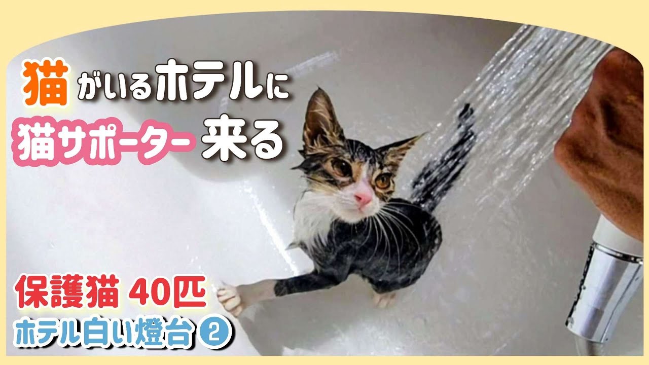 【ねこ宿】40匹の猫がいるホテルに猫を応援する人達が来た