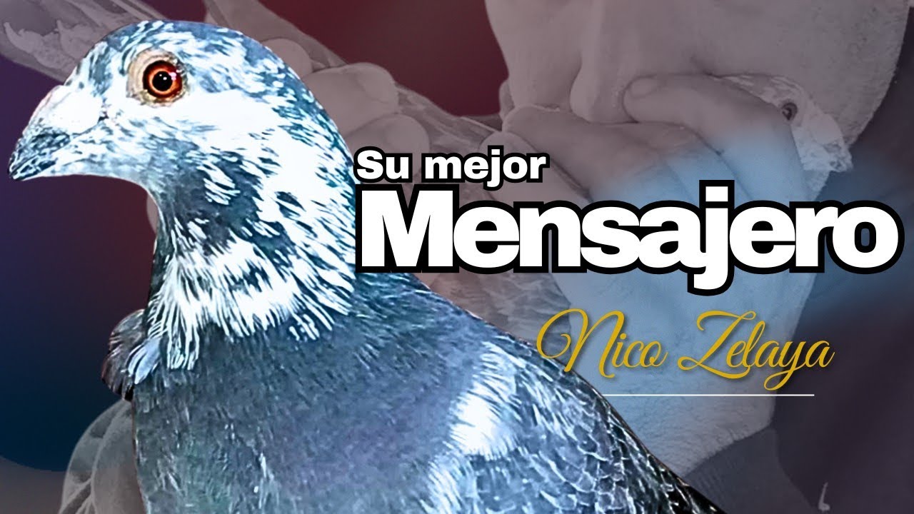 PALOMAS MENSAJERAS LA MEJOR TERAPIA!!! ESTA PALOMA ES LA MEJOR 👆 Nico Zelaya