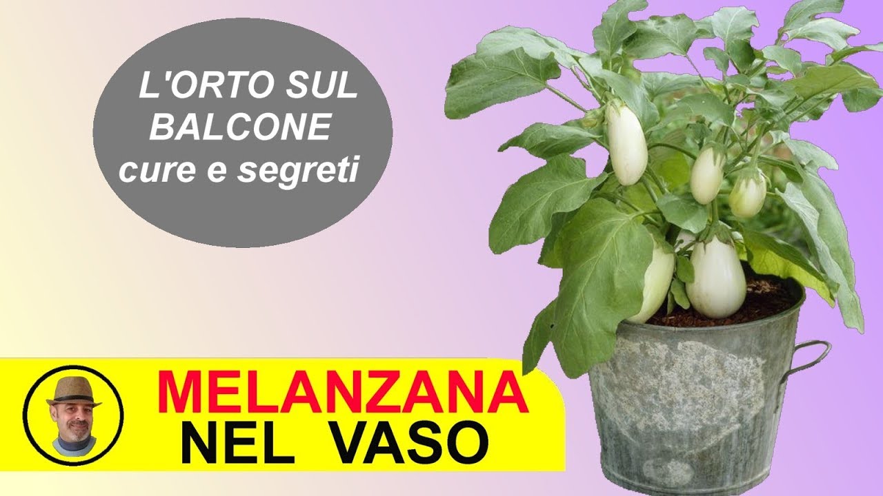 MELANZANA IN VASO SUL BALCONE come coltivarlo e le cure