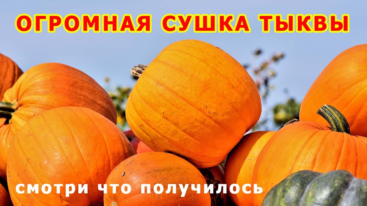 ОГРОМНАЯ сушка тыквы Смотри что получилось