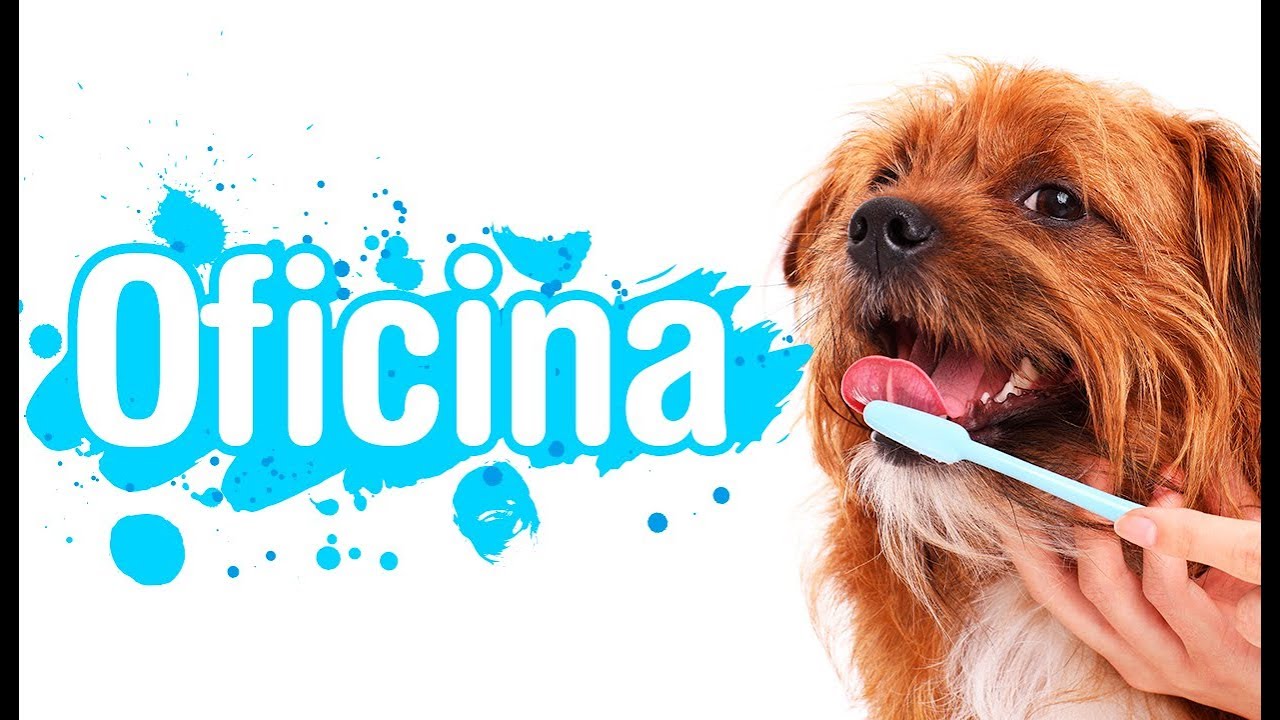 Oficina: como escovar os dentes, cortar as unhas e limpar o ouvido do seu pet