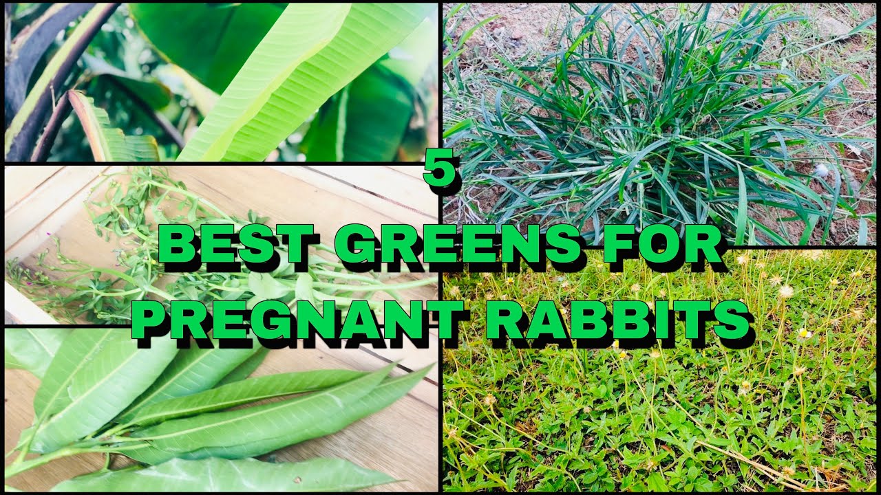 BEST GREENS For Pregnant Rabbits