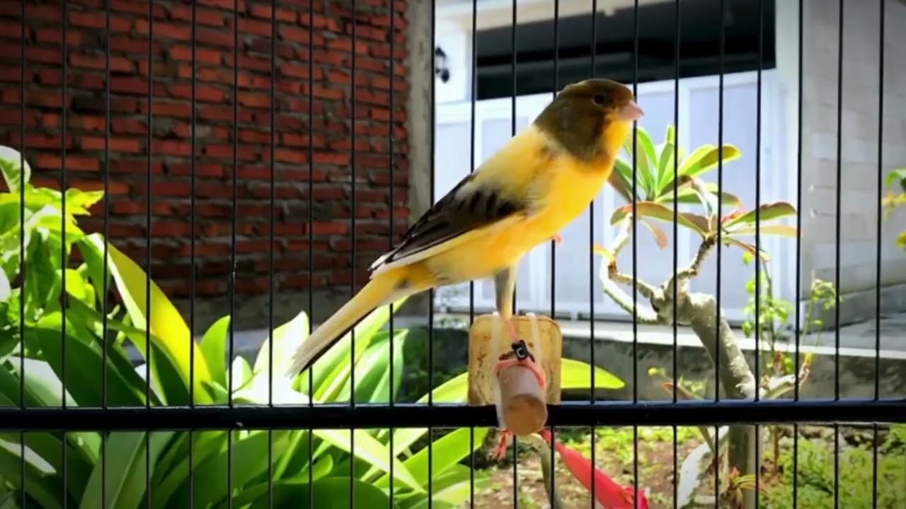 Belgian Canary Singing – The Most Magical Method