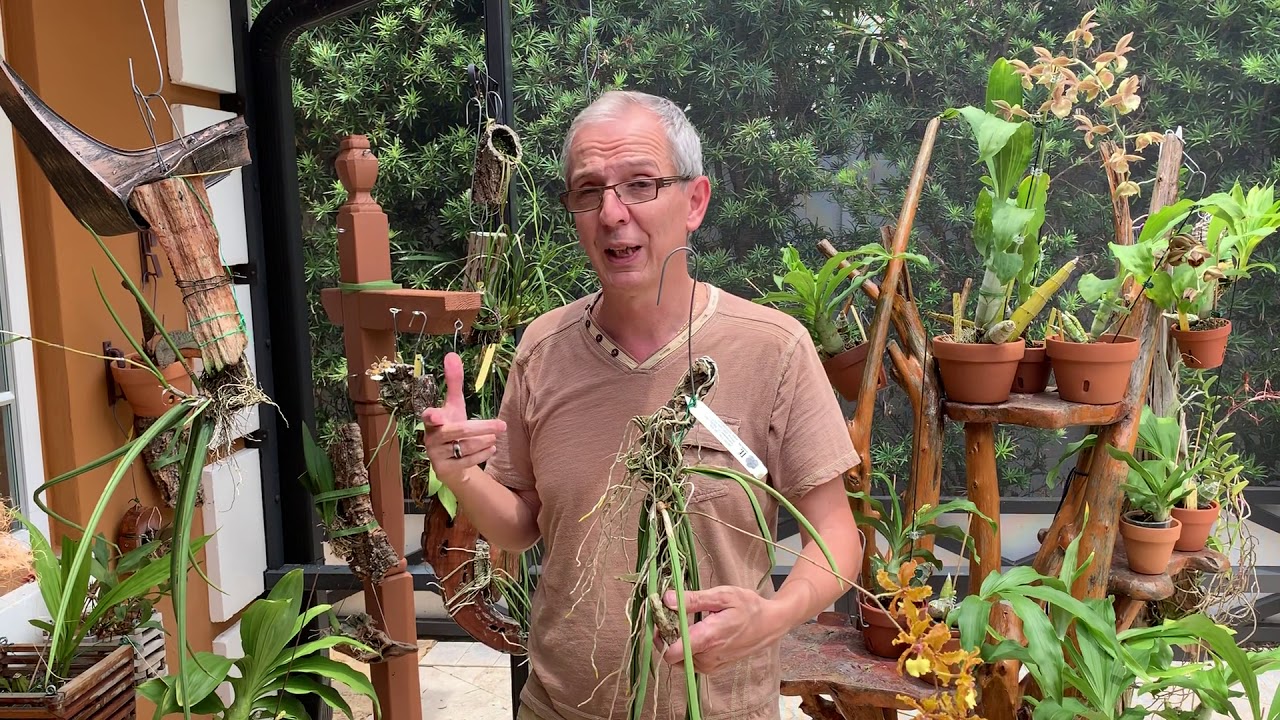 Trichocentrum Orchids Care