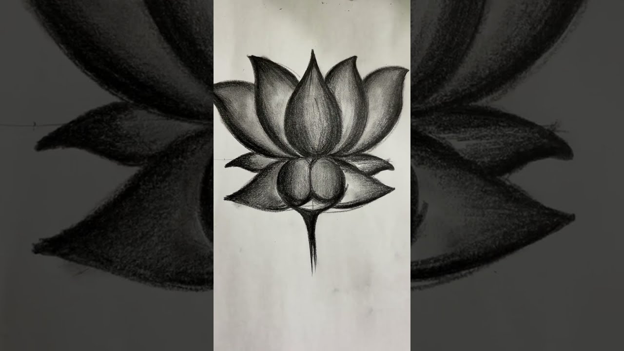 Lotus easily drawing  and shading #lotus #flowers #art #drawing 