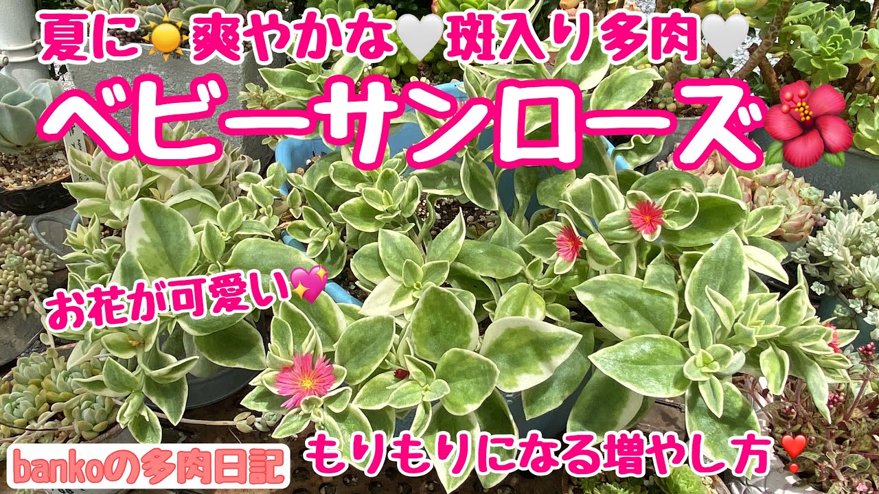 【多肉日記#283】夏も可愛い💕おすすめ多肉🌿ベビーサンローズ👶もりもり増やして🌿⤴️お花を咲かせる育て方🌺