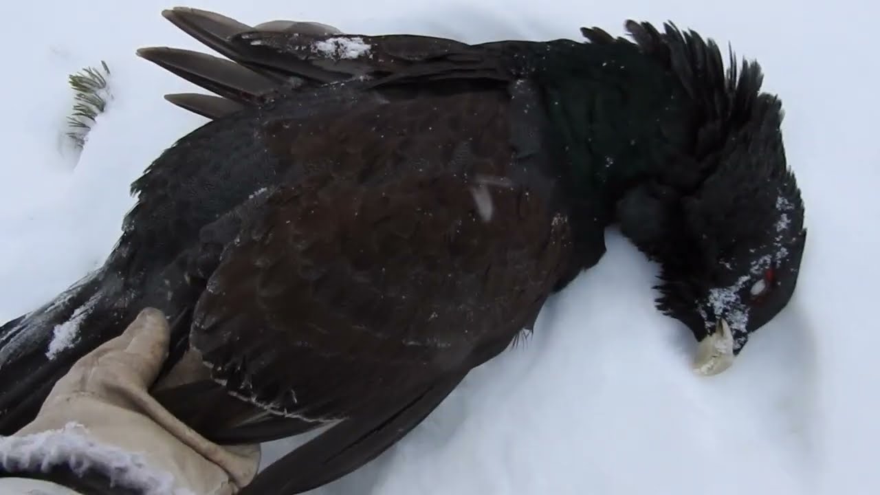 Latvalintujahti joulukuussa | Toppjakt i december | Capercaillie hunting | охота на глухаря зимой